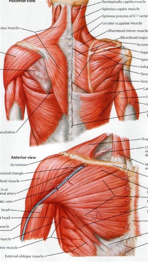 Shoulder muscles diagram Human Anatomy Drawing, Human Body Anatomy ...