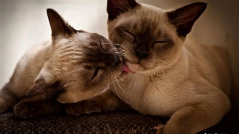 Twee Siamese Kittens HD Desktop Wallpaper: Widescreen: High Definition: Fullscreen