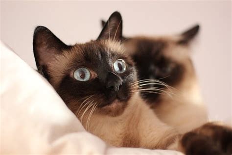 Siamese Cat Personality: 6 Unique Traits