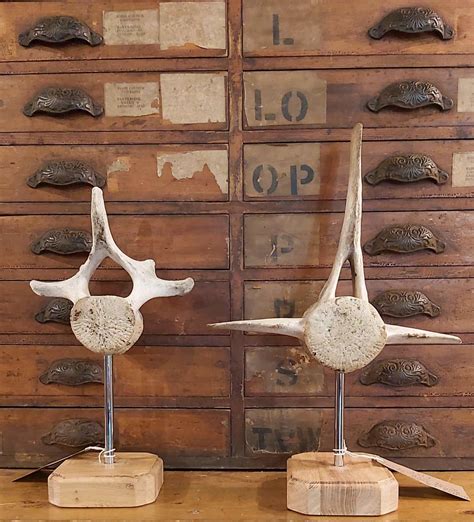 Mounted Humpback Whale vertebrae