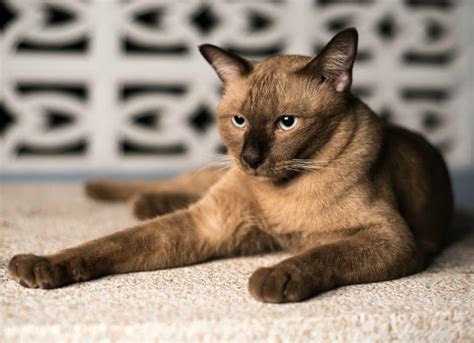 20 Top Photos Cat Kidney Disease Stages Symptoms : Polycystic Kidney Disease in Cats - Symptoms ...