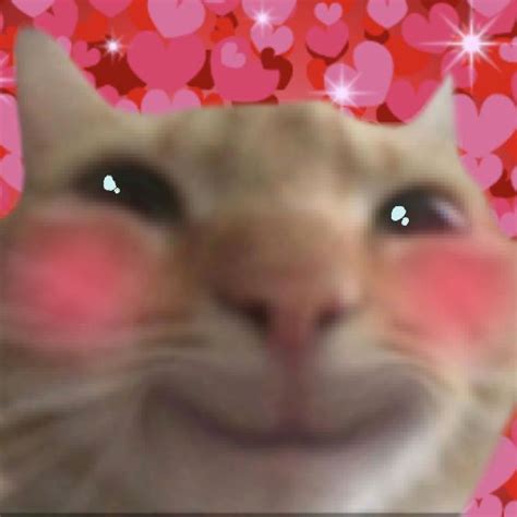 Blushing love cat | Cat memes, Funny cute cats, Funny cat memes