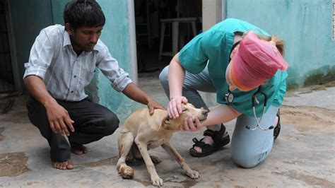 What To Feed The Stray Animals? | 12 Ways To Feed Strays Animals