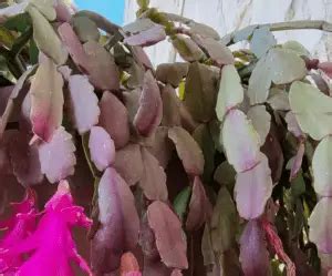 Why is My Christmas Cactus Turning Purple? What to Do Next | Citycacti