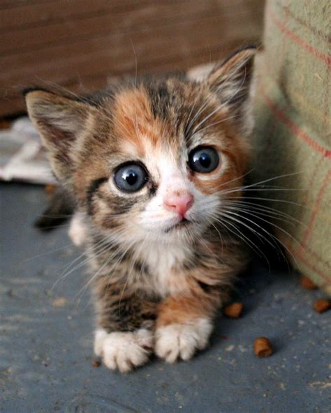 A Cute Little Kitten - Cats Photo (36498604) - Fanpop