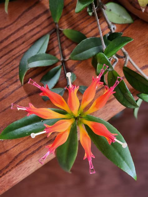 My lipstick plant blooming again! : r/HouseplantWhores