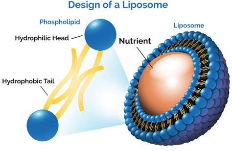 1-liposome-diagram - Profissão Biotec