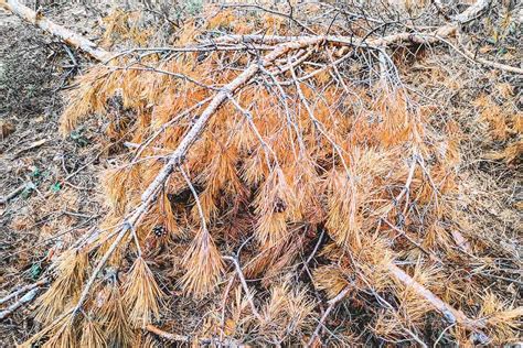 Desiccation - What is it and how to prevent it? - The Sprucery