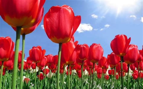 Download Free Beautiful Tulips Wallpapers | Most beautiful places in the world | Download Free ...