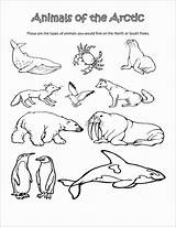 Arctic Animals Coloring Pages  ColoringBay sketch template