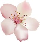 Spring Flower PNG Image | Gallery Yopriceville - High-Quality Free Images and Transparent PNG ...