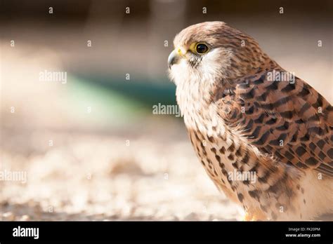 Kestrel bird of prey Stock Photo - Alamy