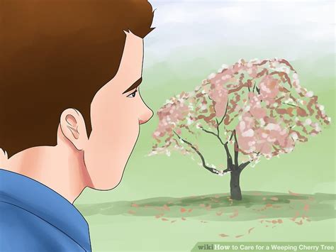 3 Ways to Care for a Weeping Cherry Tree - wikiHow