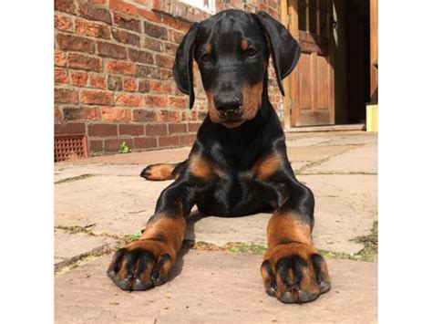 Doberman Puppies For Adoption In Florida : Doberman puppies for ...