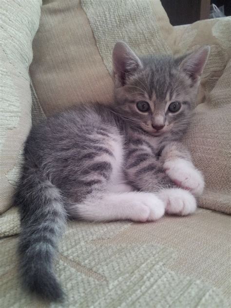 a small kitten laying on top of a couch next to a white and gray pillow