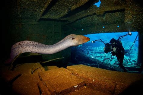 Top 20 des plus incroyables photos sous l'eau | Mer rouge, Plongée, Photos