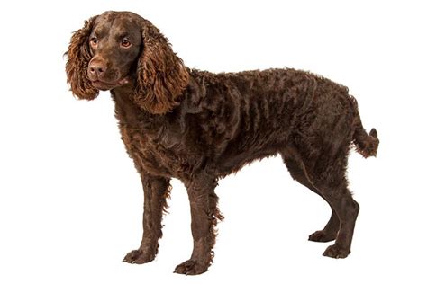 American Water Spaniel Dog Breed Information