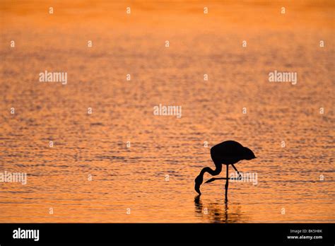 Walvis Bay Lagoon High Resolution Stock Photography and Images - Alamy