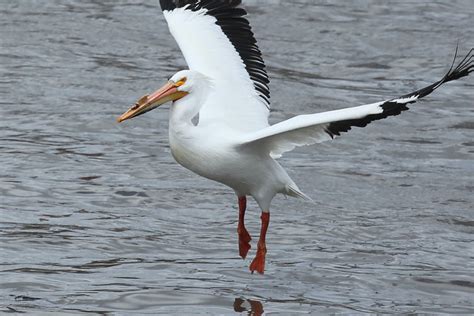 Flickriver: Photoset 'Wildlife Along the Mississippi River' by JPatR