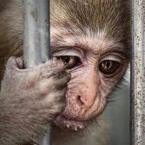 Create meme "sad monkey, sad monkey, monkey in a cage" - Pictures ...