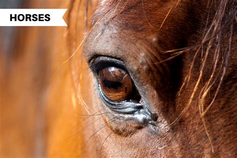 Horse Eye Problems: Injuries, Infections, and How to Treat Them - Illumiseen