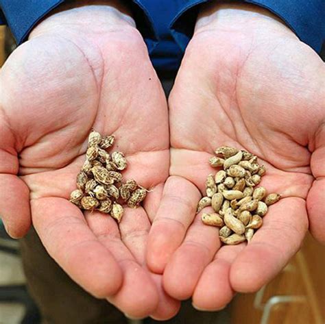 Researchers Sequence Genome of Cultivated Peanut | Sci.News