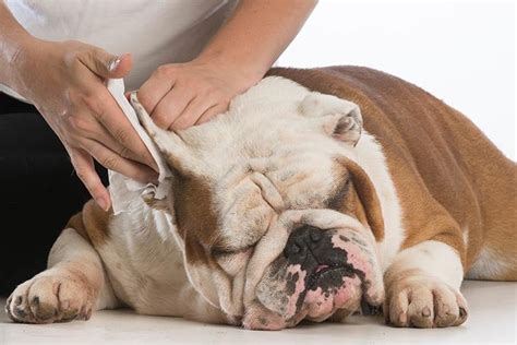 How to Safely Clean a Dog's Ears with Infection: Expert Tips - Dog Show TV