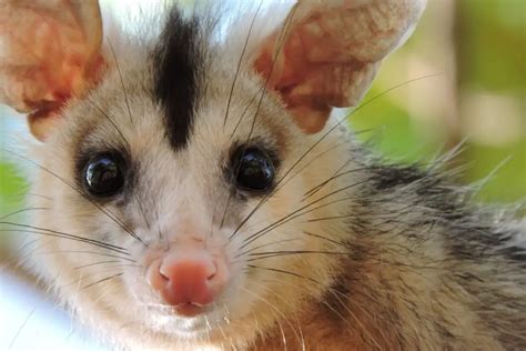 10 Opossum Facts That Will Stump You | Assorted Animals