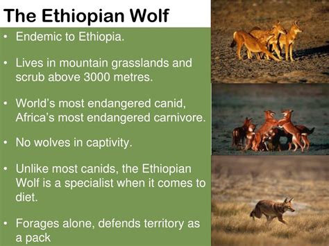 PPT - Ethiopian Wolf Conservation Programme PowerPoint Presentation ...