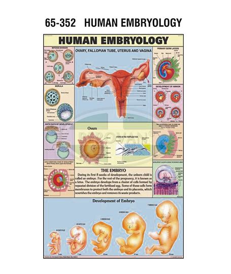 MS Chart – Human Embryology 65352 – Berovan