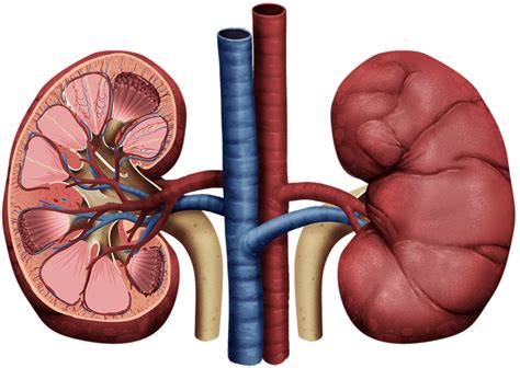 How to Draw the Perfect Human Kidney Anatomy and Physiology" | Sharomena Aarthi | Skillshare