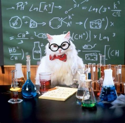 Chemistry Cat Blank Meme Template - Imgflip