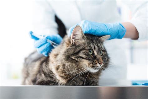 What is FIV Vaccine and why is it not Available Anymore? » Petsoid