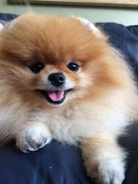 Spitz Pomeranian, Cute Pomeranian, Pomeranian Lovers, Cute Puppies ...