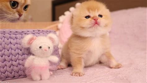 Pinky The Kitten Just Opened Her Eyes And Learning To Walk - Videos - Viralcats at Viralcats