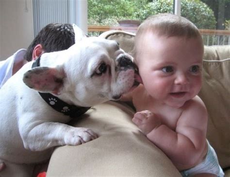 Dog Kisses Baby 2 - 1Funny.com