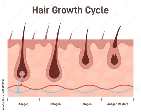 Hair growth cycle. Hair developing stages, anagen, telogen, catagen. Stock Vector | Adobe Stock