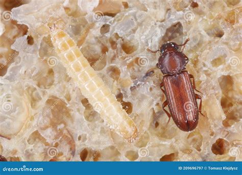 Larva and Beetle of Confused Flour Beetle Tribolium Confusum Known As a Flour Beetle on Damaged ...