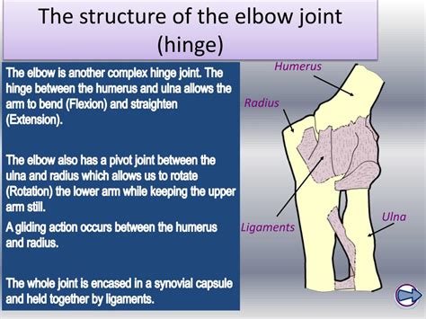 PPT - Joints and their classifications PowerPoint Presentation, free download - ID:2514683