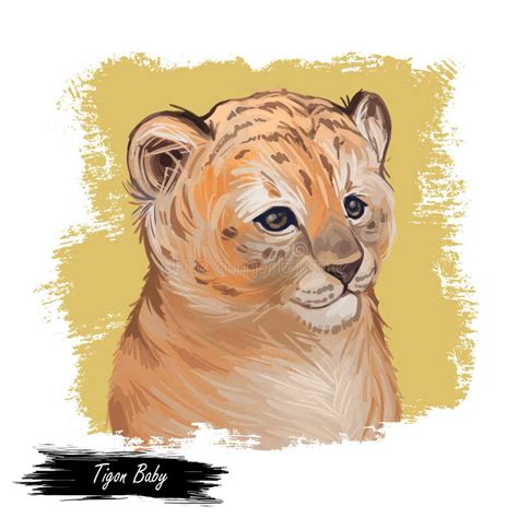 Tigon Baby Tabby Animal Watercolor Portrait in Closeup. Animalistic Drawing of Tigon Hybrid ...