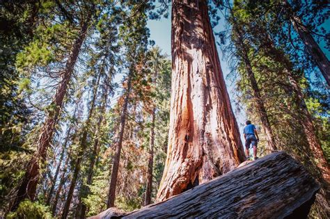 Ancient Redwood Trees Are Burning In California | "Global Possibilities"