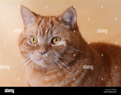 Ginger british shorthair cat Stock Photo - Alamy