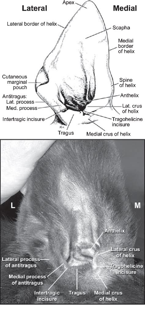 Figure 2 from Anatomy and physiology of the canine ear. | Semantic Scholar