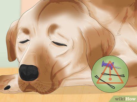 How To Make A Dog Vomit Hydrogen Peroxide