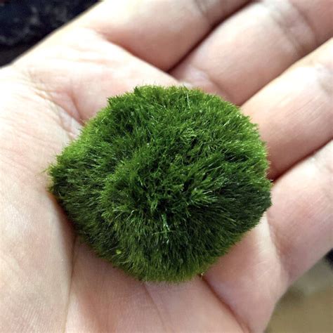 Buy Marimo Moss Ball online at Best Price - Air Plant Planet