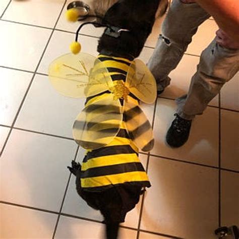 DOG COSTUME. bumble Bee Dog Costume Halloween for - Etsy