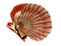 Seashell, Shell Illustration Free Stock Photo - Public Domain Pictures