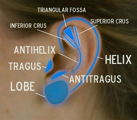 Pin by Alam on ENT | Ear anatomy, Hearing health, Body anatomy