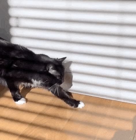 Cat Kitten GIF by Chris Cubellis - Find & Share on GIPHY