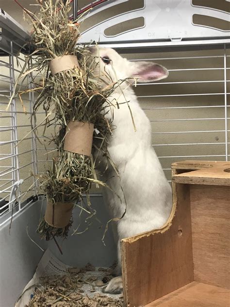 Rabbit foraging enrichment - hay hanging in toilet paper rolls Diy Toys ...